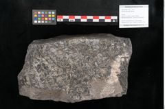 Foto (Objekt + Etikett) von Knorria imbricata Sternbg. (NHMW-GEO-2024-0188-11227)